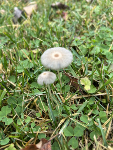 Гриб из Жиздра