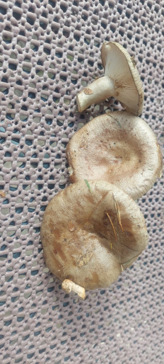 Гриб из Rostock Deutchland