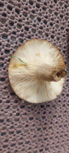 Гриб из Rostock Deutchland