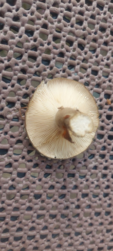 Гриб из Rostock Deutchland