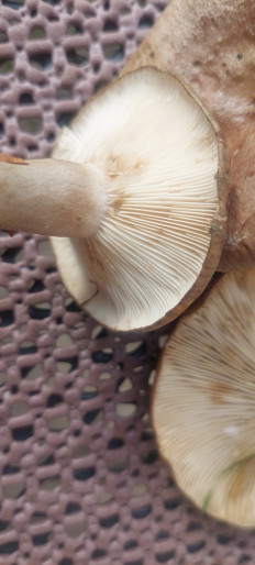 Гриб из Rostock Deutchland