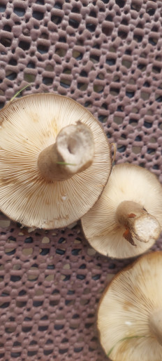 Гриб из Rostock Deutchland