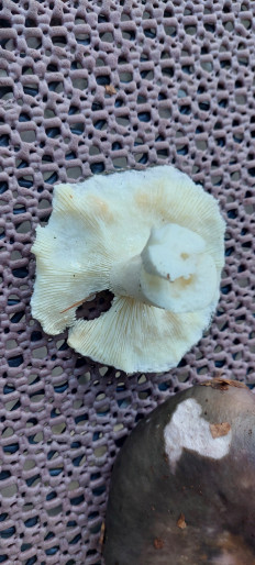 Гриб из Rostock Deutchland