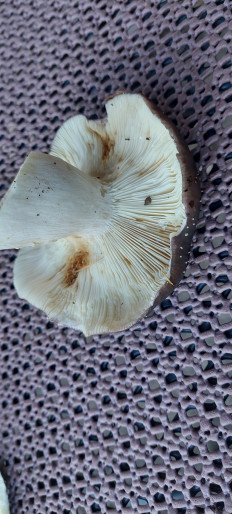 Гриб из Rostock Deutchland