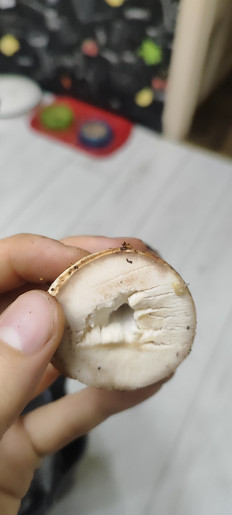 Гриб из Жлобин