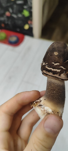 Гриб из Жлобин