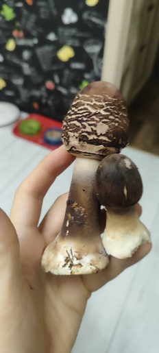 Гриб из Жлобин