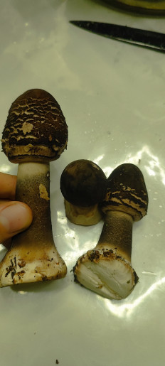 Гриб из Жлобин