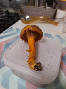 Гриб из Владимирская облась, Ковровский район