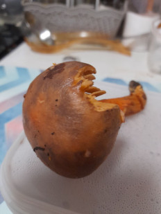 Гриб из Владимирская облась, Ковровский район