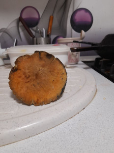 Гриб из Владимирская облась, Ковровский район