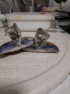 Гриб из Владимирская облась, Ковровский район