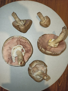 Гриб из Saint-Petersburg