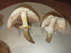 Гриб из Saint-Petersburg