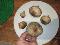 Гриб из Saint-Petersburg