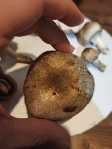 Гриб из Saint-Petersburg