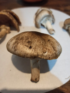 Гриб из Saint-Petersburg