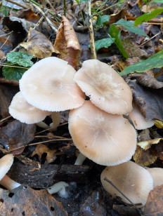 Гриб из Краснодар