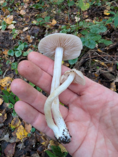 Гриб из Краснодар