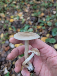 Гриб из Краснодар