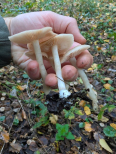 Гриб из Краснодар