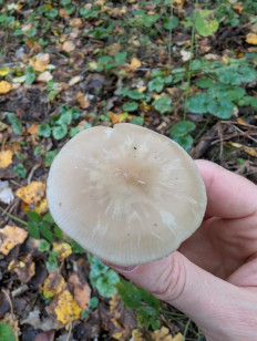 Гриб из Краснодар