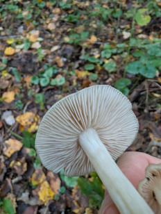 Гриб из Краснодар