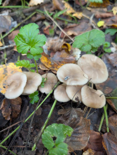 Гриб из Краснодар