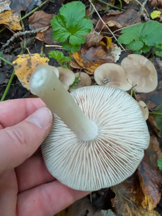 Гриб из Краснодар