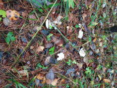 Гриб из а/г лесной