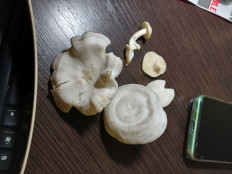 Гриб из а/г лесной