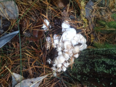 Гриб из а/г лесной