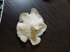 Гриб из а/г лесной