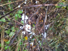 Гриб из а/г лесной