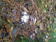 Гриб из а/г лесной