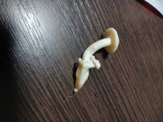 Гриб из а/г лесной