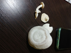 Гриб из а/г лесной