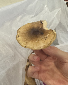 Гриб из Крым