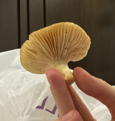 Гриб из Крым