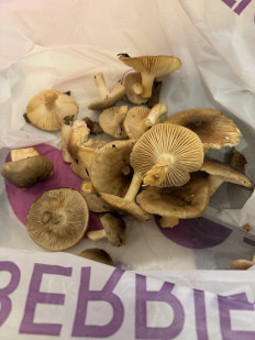 Гриб из Крым