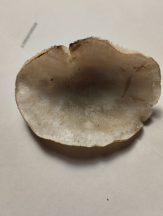 Гриб из Брянск