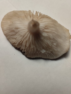 Гриб из Брянск