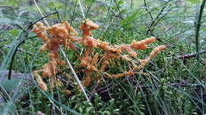 Гриб из Полоцк