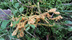 Гриб из Полоцк