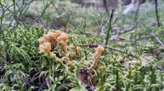 Гриб из Полоцк