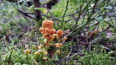 Гриб из Полоцк