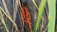 Гриб из Полоцк