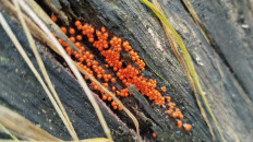 Гриб из Полоцк