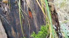 Гриб из Полоцк