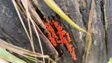 Гриб из Полоцк